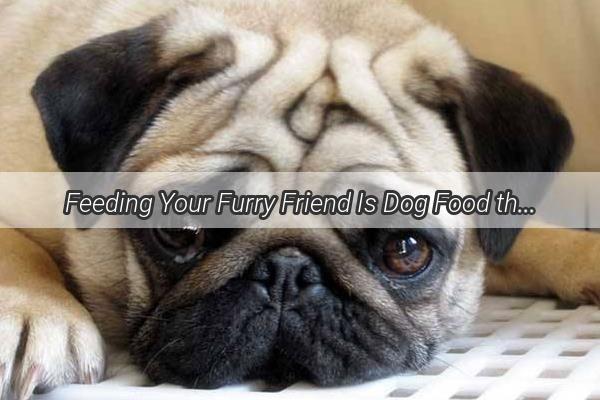 Feeding Your Furry Friend Is Dog Food the Ultimate Diet Solution